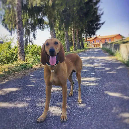 B&B La Buonora *